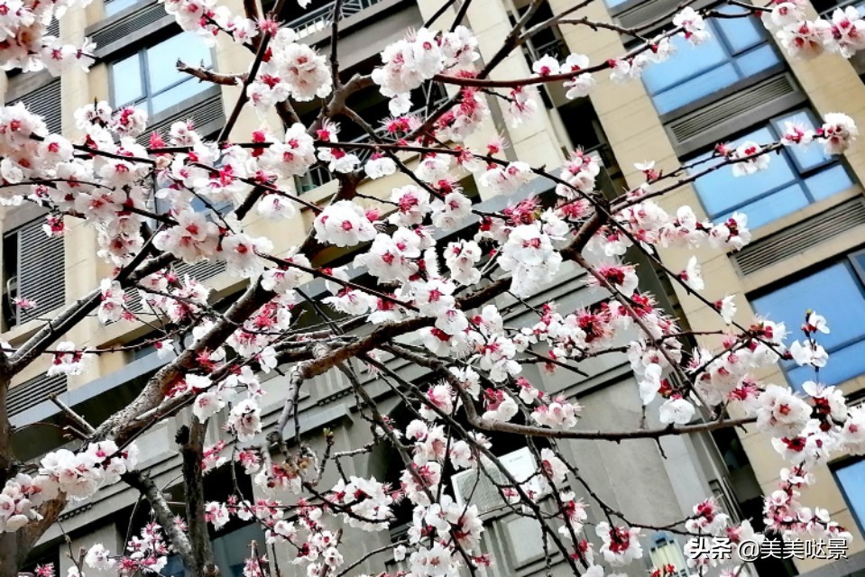 杏花长什么样子（春天最漂亮的30张杏花图片）