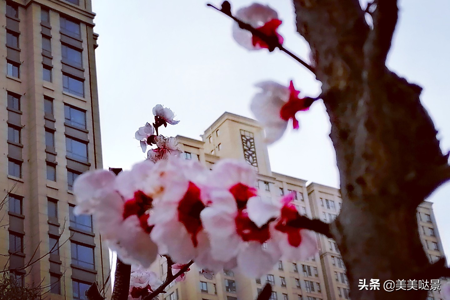 杏花长什么样子（春天最漂亮的30张杏花图片）