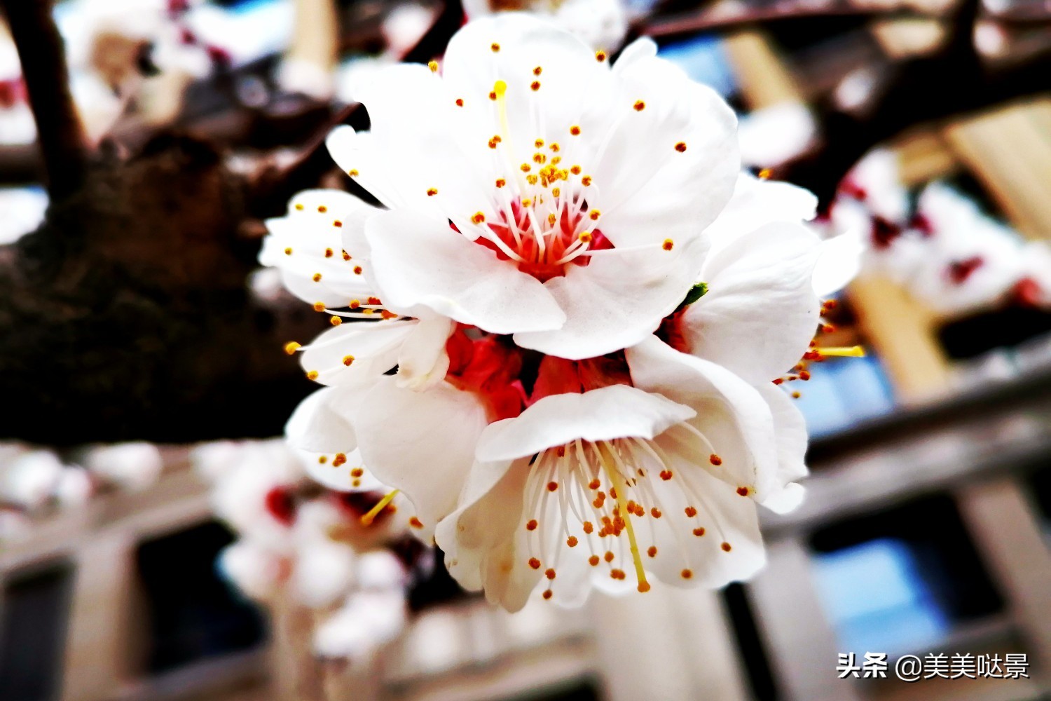 杏花长什么样子（春天最漂亮的30张杏花图片）