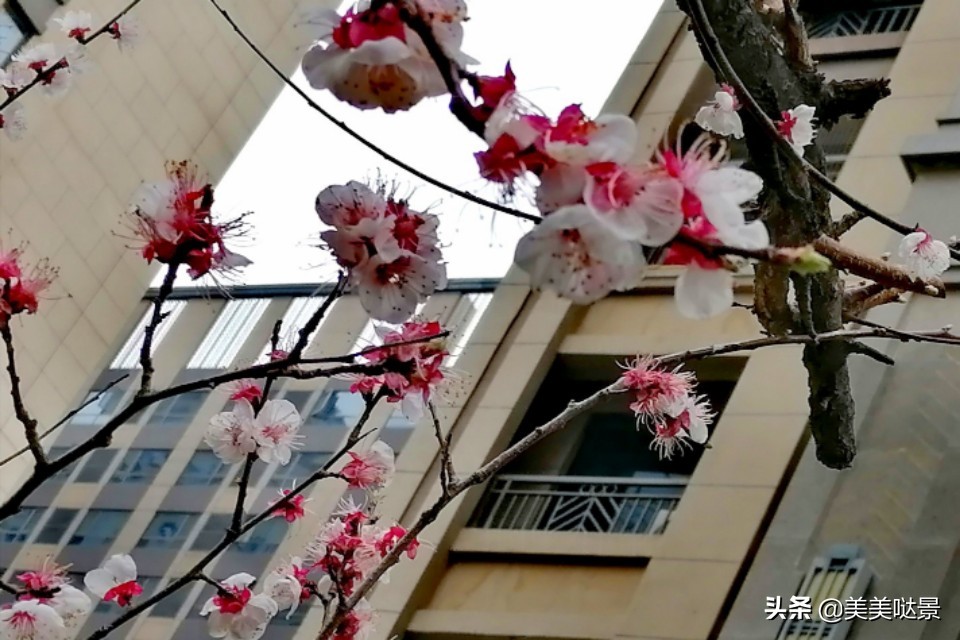 杏花长什么样子（春天最漂亮的30张杏花图片）