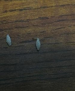 ​床上有书虱怎样彻底清除，床上有虫子怎么办？