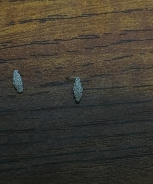 床上有虫子怎么办
