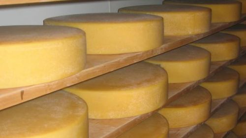 芝士是什么材料做的(芝士是什么意思网络用语)-第1张图片-