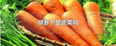 ​胡萝卜是蔬菜吗