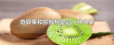 ​奇异果和猕猴桃是同一种水果吗