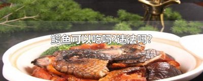 ​鳄鱼可以吃吗?违法吗?