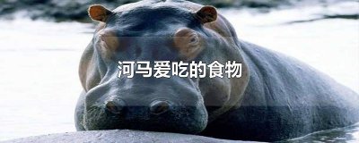 ​河马爱吃的食物