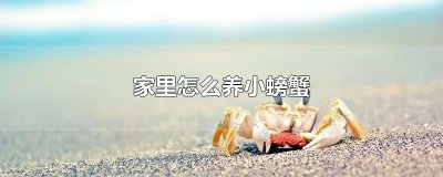 ​家里怎么养小螃蟹
