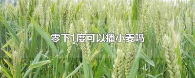​零下1度可以播小麦吗