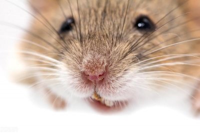 ​老鼠喜欢吃什么诱饵，用什么来捕捉老鼠效果比较好？