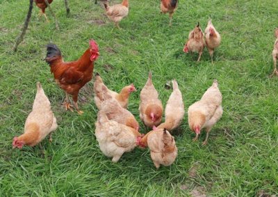 ​生态养鸡有什么优势 生态养鸡有什么优势和劣势