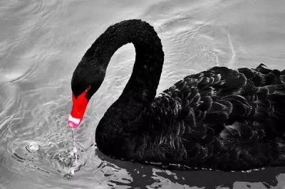 ​青分享 | 总书记讲话中提到的“黑天鹅”“灰犀牛”究竟是什么？