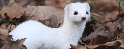 ​狼毫指的是什么动物的毛 狼毫是用什么动物的毛做成的