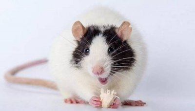 ​花枝鼠算老鼠吗 花枝鼠是老鼠的一种吗