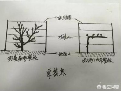 ​有种葡萄叫什么曼(有种葡萄叫什么指)