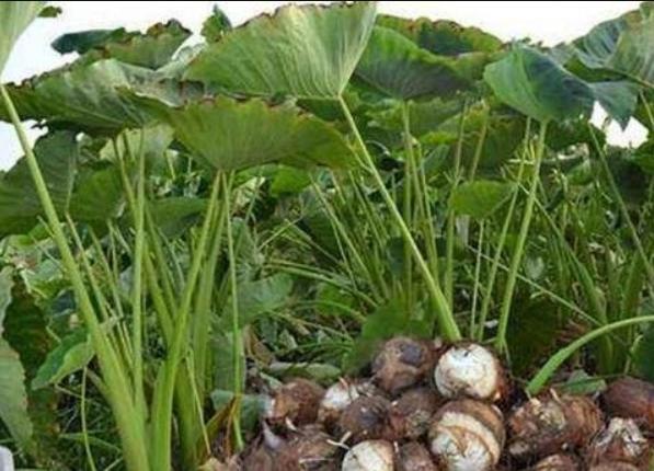 客家传统芋苗梗做法，下料很简单，酸甜开胃，曾经拿来喂猪！