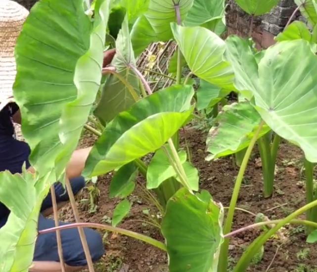 客家传统芋苗梗做法，下料很简单，酸甜开胃，曾经拿来喂猪！