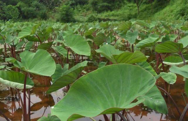 客家传统芋苗梗做法，下料很简单，酸甜开胃，曾经拿来喂猪！