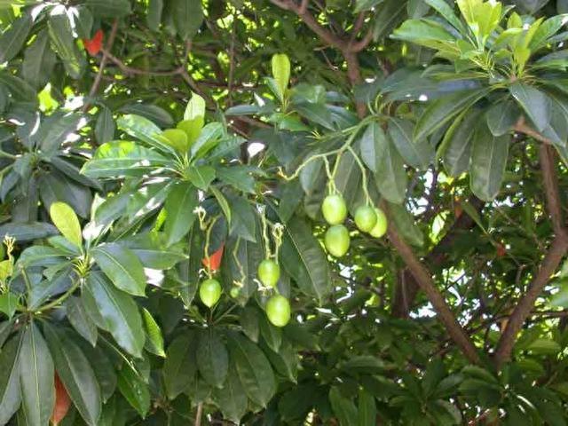 机场截获一批新型“罂粟果子”，外表像小芒果，实际却是致命毒药