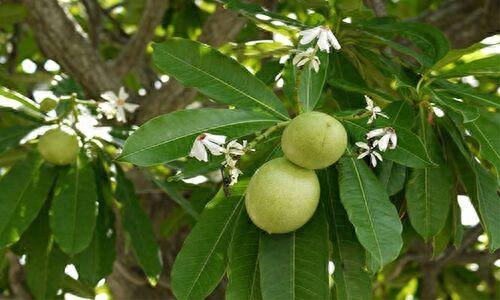 机场截获一批新型“罂粟果子”，外表像小芒果，实际却是致命毒药