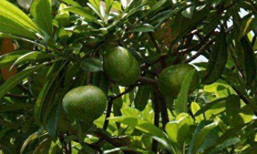 机场截获一批新型“罂粟果子”，外表像小芒果，实际却是致命毒药