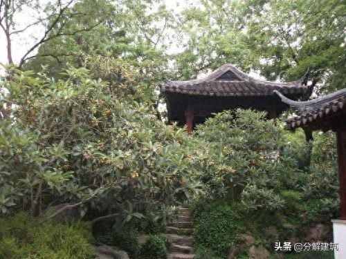 苏州拙政园枇杷园