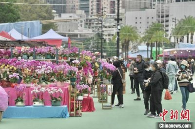 ​（新春见闻）香港年宵花市开锣 市民买年花贺新春