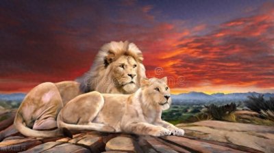 ​狮子为啥长成“糙汉子”？公狮母狮外貌差异为啥这么大？