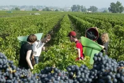 ​中国人买法国酒庄后改名被吐槽，赵薇：个人行为，非文化入侵