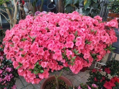 ​杜鹃花养不好？掌握6个小技巧，不黄叶不掉叶，开花满满一大盆