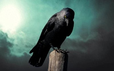 ​心理学上有一个乌鸦定理：与其抱怨，不如改变