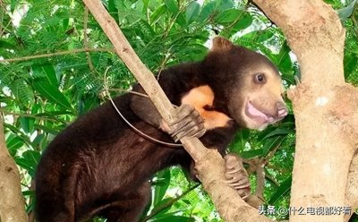 ​普及动物界：教你认识“马来熊”（Malayan sun bear）