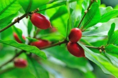 ​俗称“神秘果”，1年结3次果，曾是国宝级珍稀植物，如今700元1斤