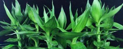 ​观音竹水培如何养护