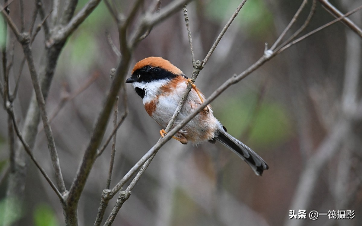 杜鹃枝上觅食的红头长尾山雀