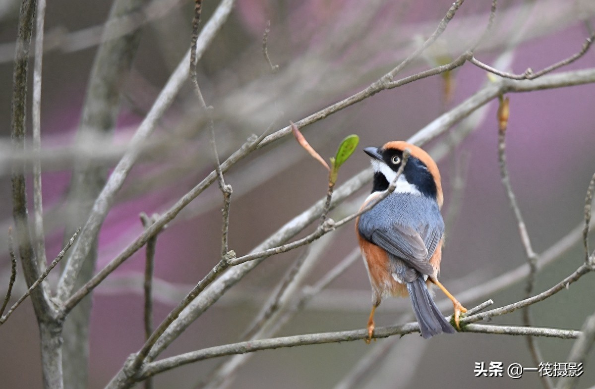 杜鹃枝上觅食的红头长尾山雀