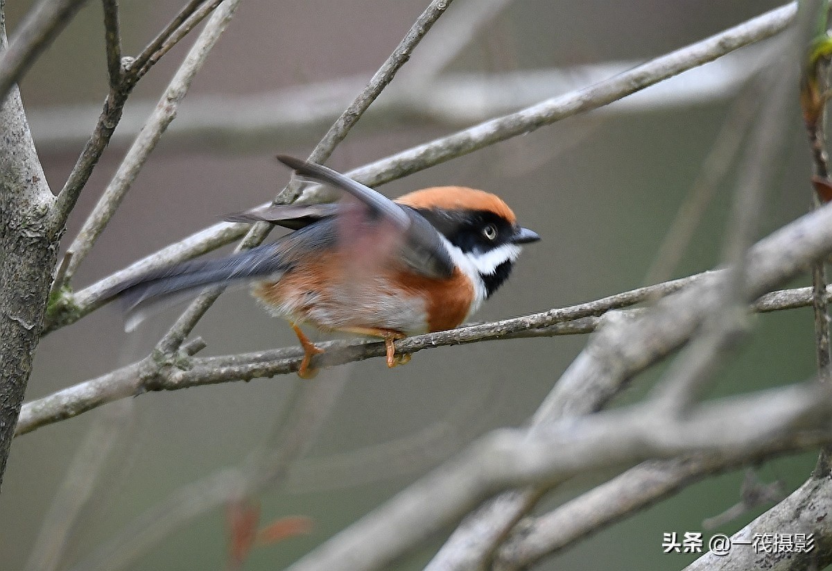 杜鹃枝上觅食的红头长尾山雀