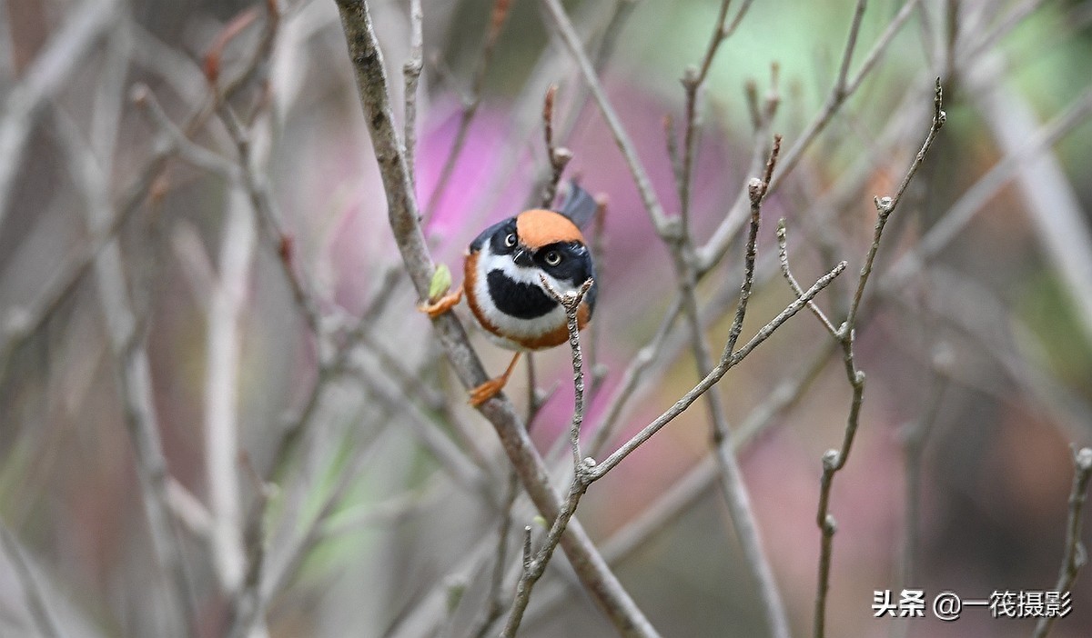 杜鹃枝上觅食的红头长尾山雀