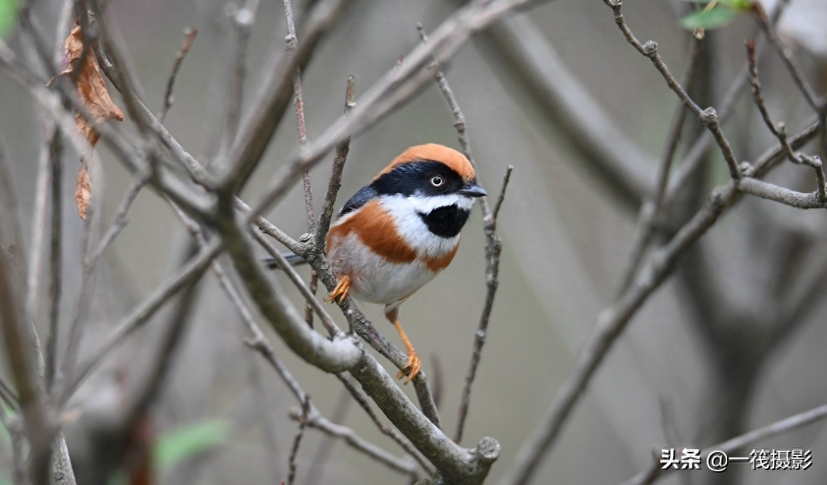 杜鹃枝上觅食的红头长尾山雀
