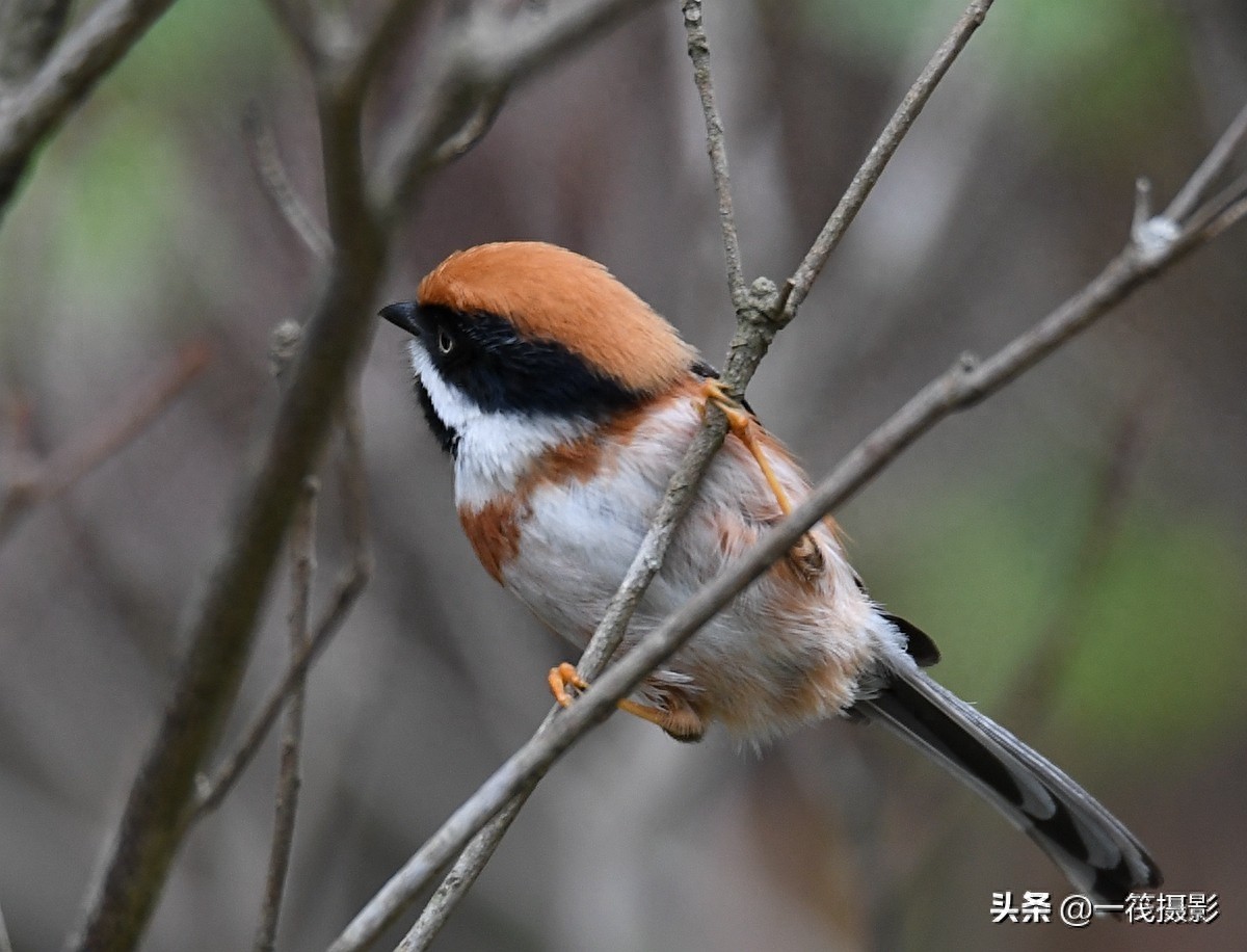 杜鹃枝上觅食的红头长尾山雀