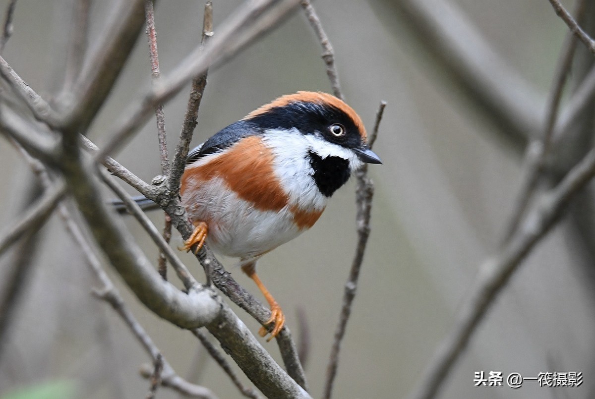 杜鹃枝上觅食的红头长尾山雀