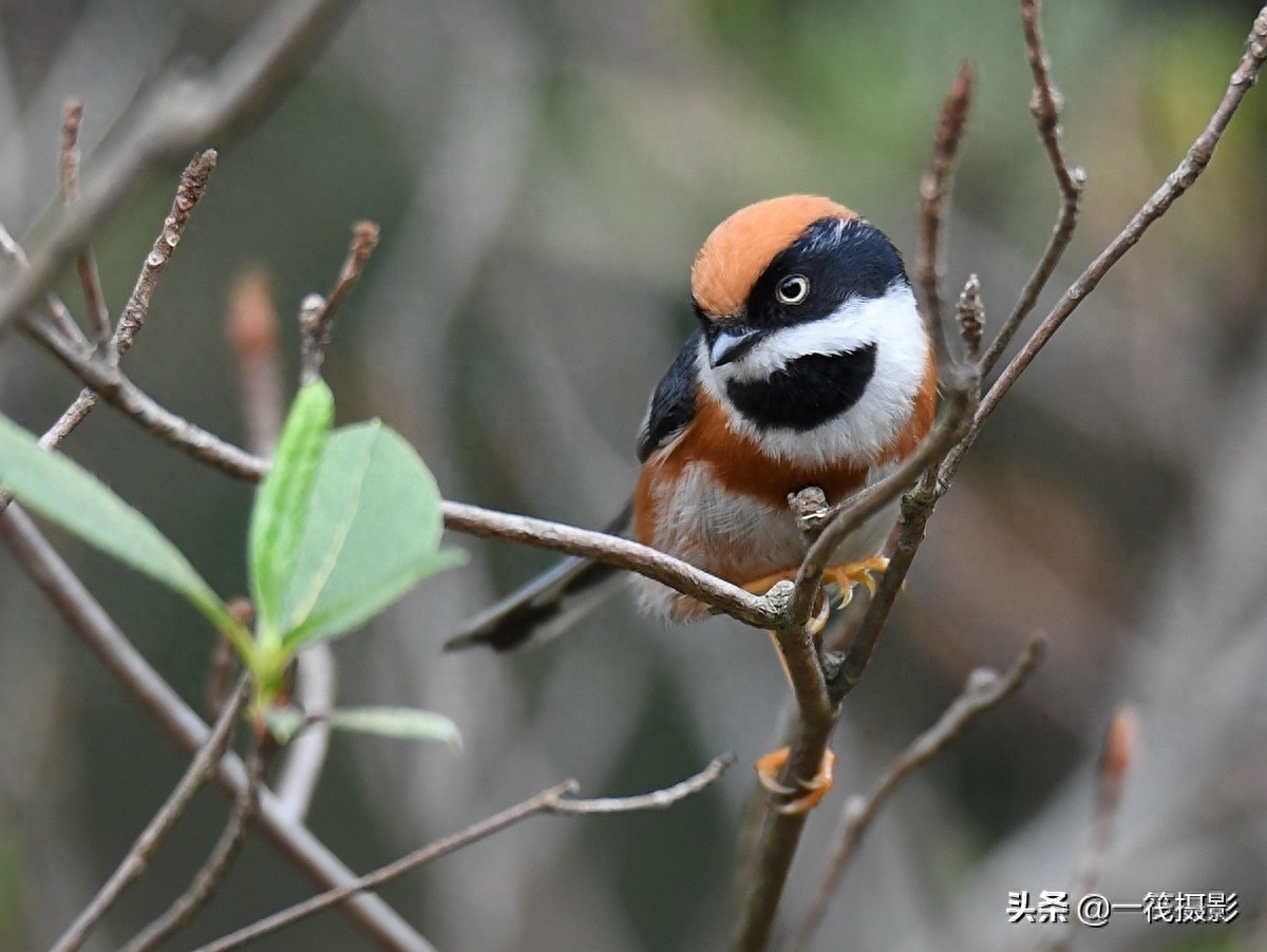 杜鹃枝上觅食的红头长尾山雀