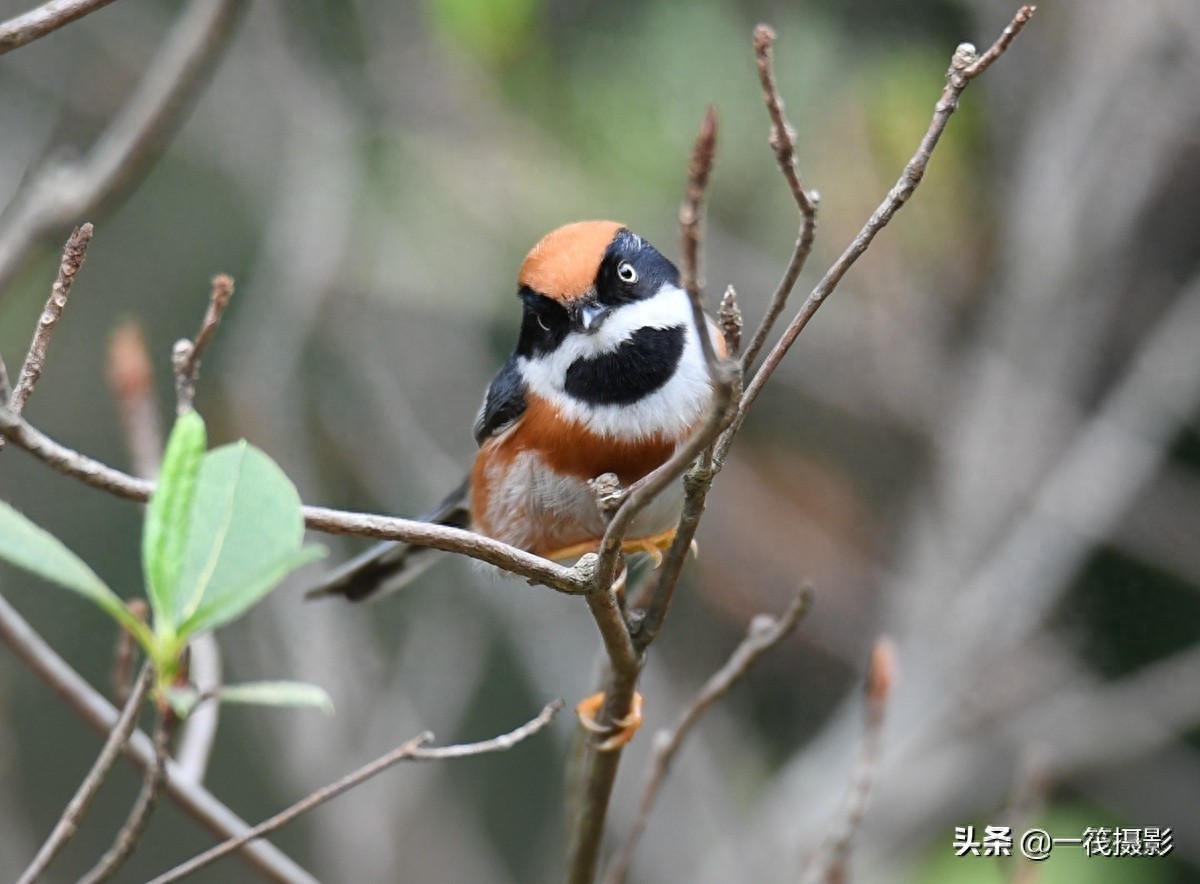 杜鹃枝上觅食的红头长尾山雀