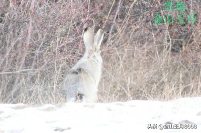 ​雪地上的精灵雪兔