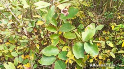 ​湖南发现了檀树，还是世界级濒危物种