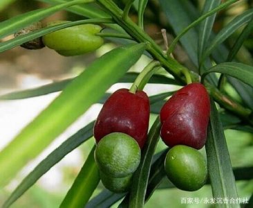 ​罗汉松的果实能吃吗？