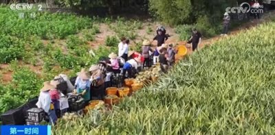 ​全国近三分之一的菠萝，产自这里！在国内外都卖爆了