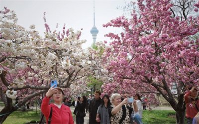 ​玉渊潭公园晚樱进入最佳观赏季，绿色花瓣品种郁金樱登场