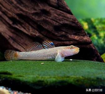 ​金属般光泽的眼睛，喜欢对吼，你不知道的淡水虾虎鱼