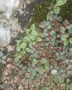 ​这种人称“血见愁”的植物你认识吗？